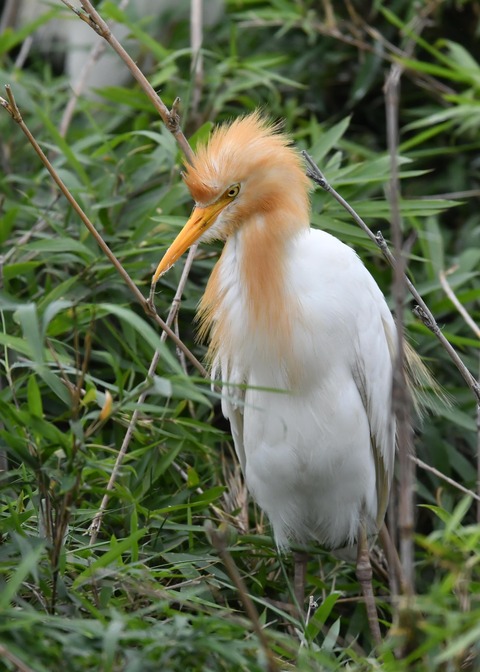 アマサギ4538