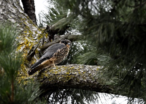 ハヤブサのヒナ①3557