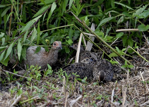 キジの親子4688○