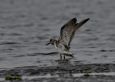 飛ぶ・オバシギ幼鳥4572