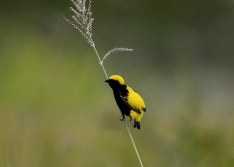 オウゴンチョウ♂2182
