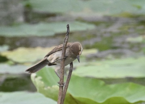 オオヨシキリ9115