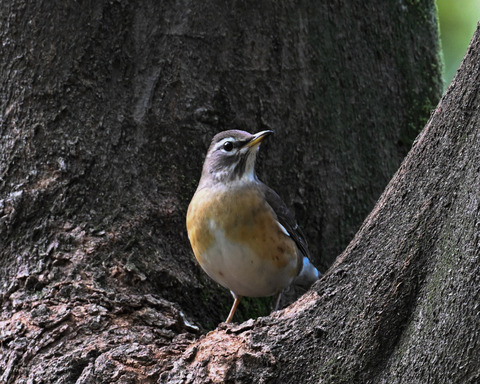 マミチャジナイ9691