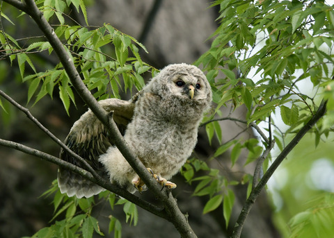 フクロウのヒナ②9629