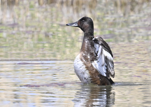 アカハジロ♀4059