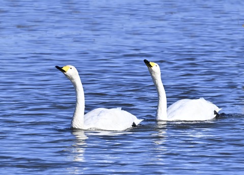 オオハクチョウ5158