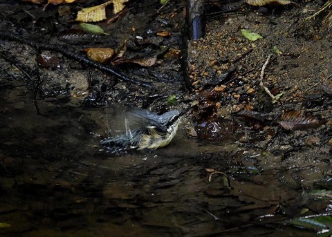 コ゜シ゜ュウカラ7719