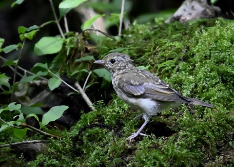 キビタキ幼鳥1690