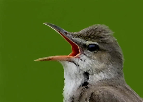 オオヨシキリ4001