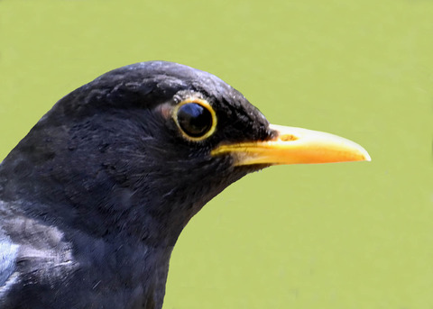 クロツグミ♂5004