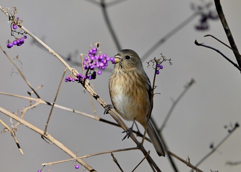 ベニマシコ♀0732