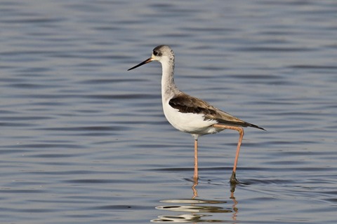 セイタカシギ幼鳥2840