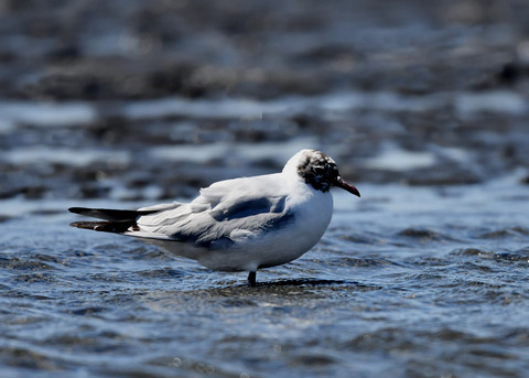 ユリカモメ夏羽9132