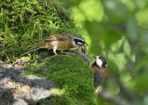 ホオジロとヤマガラ4057-01