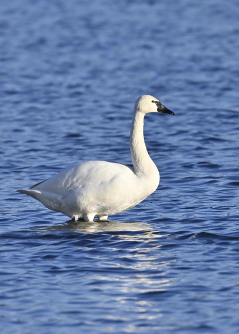 アメリカコハクチョウ8965