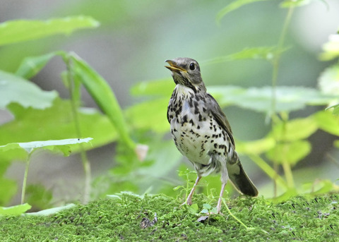 クロツグミ♀幼鳥5260