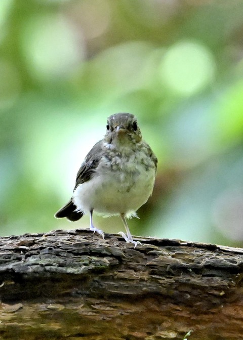 キビタキ幼鳥2070
