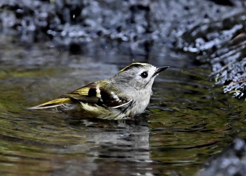 キクイタダキ♀0157