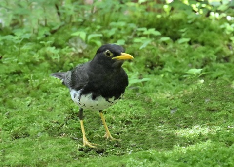 クロツグミ♂4849