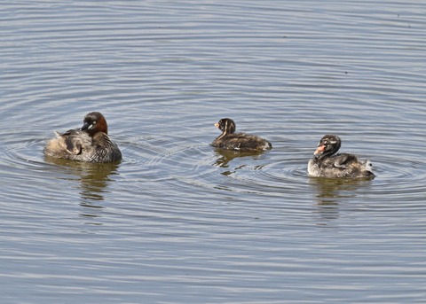 カイツブリ親子3905