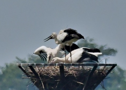 コウノトリ(ひかる)とヒナ0090