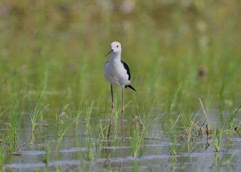 セイタカシギ♀5736