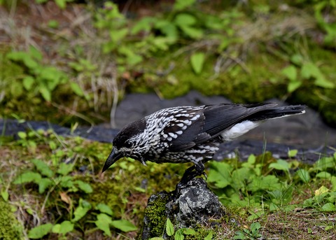 ホシガラス幼鳥3647