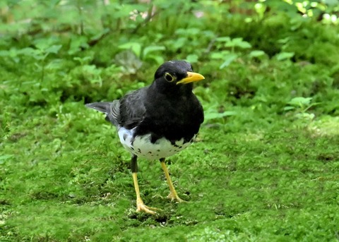 クロツグミ♂4845