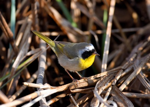 カオグロアメリカムシクイ8100○