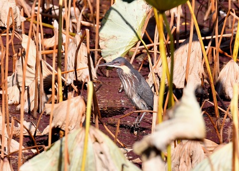 タカサゴクロサギ9011○