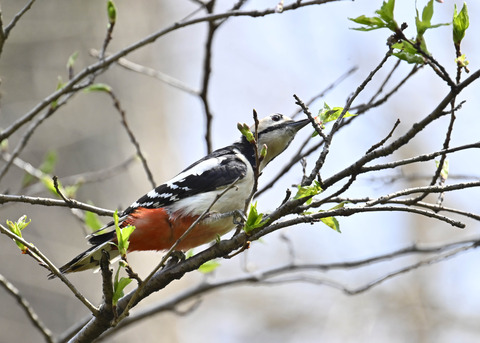 アカゲラ♀5353