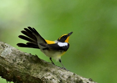 キビタキ成鳥♂5756