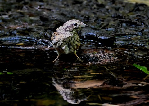 ホオジロ幼鳥6361