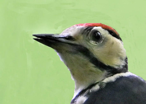 アカゲラ幼鳥1000