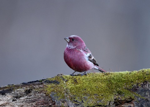 オオマシコ♂9600