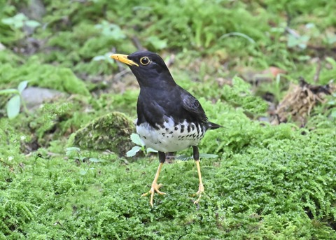 クロツグミ♂4295