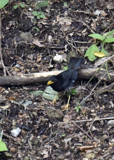 クロツグミ♂3381