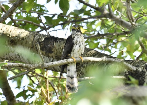 ジュウイチ幼鳥2908