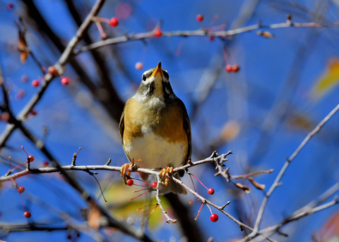 マミチャジナイ0737