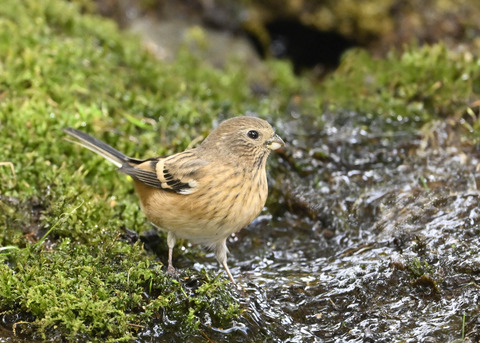 ベニマシコ♀6033