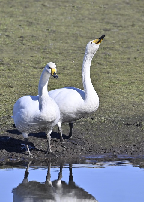オオハクチョウ3046