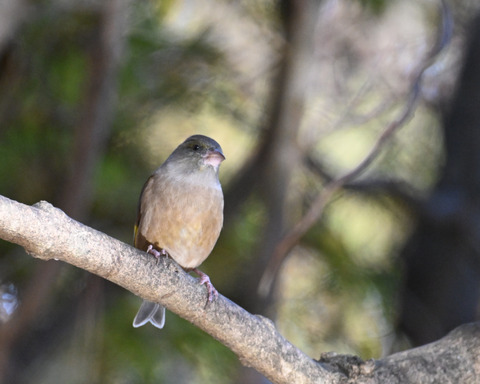 オオカワラヒワ7624