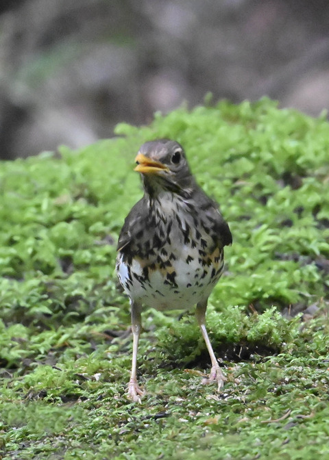 クロツグミ♀9101