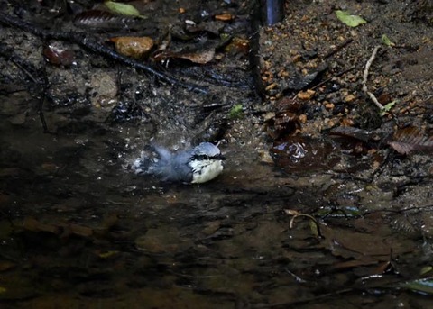 コ゜シ゜ュウカラ7710