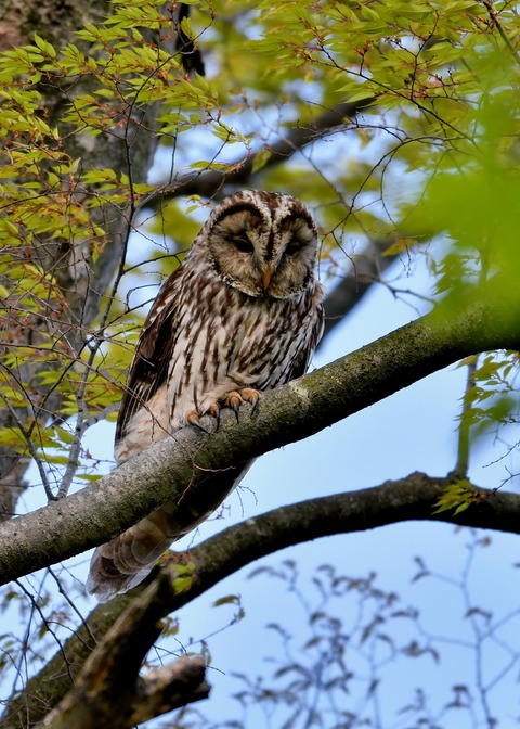 フクロウ♀2529