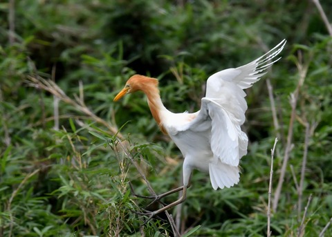 アマサギ4729