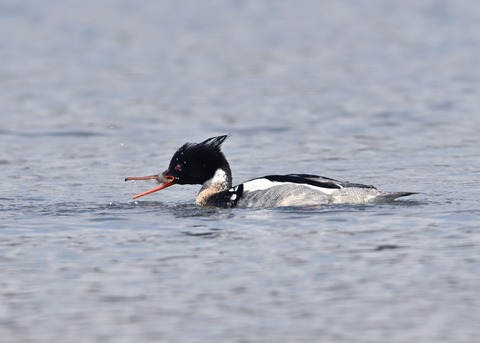 ウミアイサ♂6447