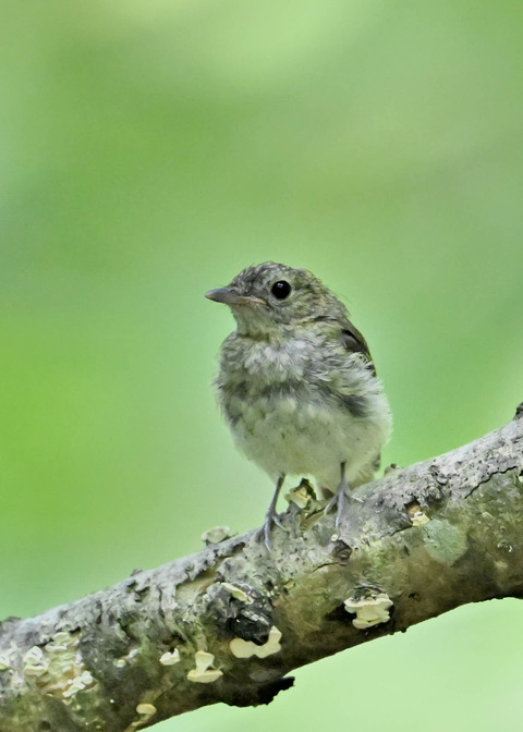 キビタキ幼鳥8715