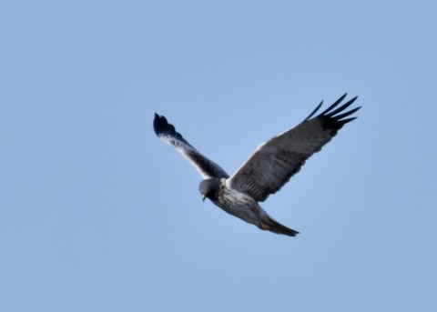 チュウヒ大陸型0103