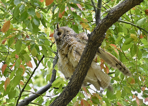 トラフズク♂3903